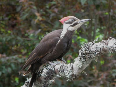 Celebrating Nature Image