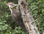 Bird of the Month