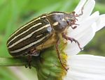Insect of the Month
