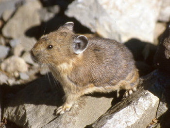 The Pika