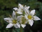 Wildflower of the Month - click to visit