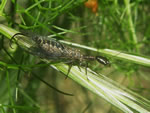 Bug of the Month - click to visit