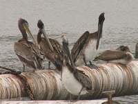 Brown pelicans