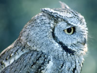 Screech owl