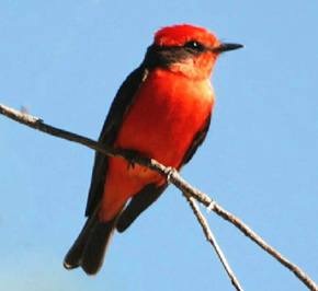 Vermillion Flycatcher - male