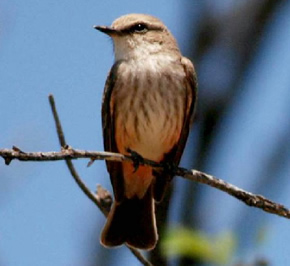 Vermillion Flycatcher - female