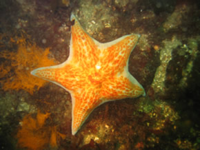 Leather sea star, Dermasterias inbricata