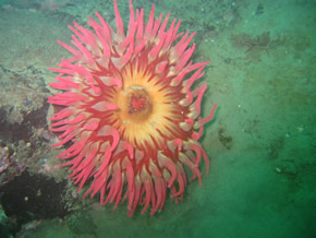 Rose anemone, Entacmaea quadricolor