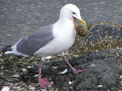 Seagull on the shore