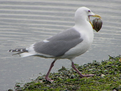 Seagull with clam