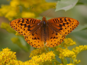 Great Spangled Fritillary, Speyeria cybele