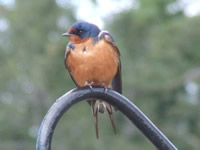 Barn Swallow