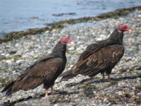 Turkey vultures