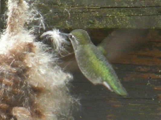 Hummingbird and bullrush fluff