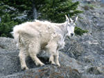 The Mountain Goat