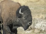 The American Bison