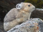 The American Pika