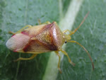 Bug of the Month - click to visit