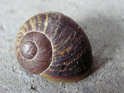 Snail