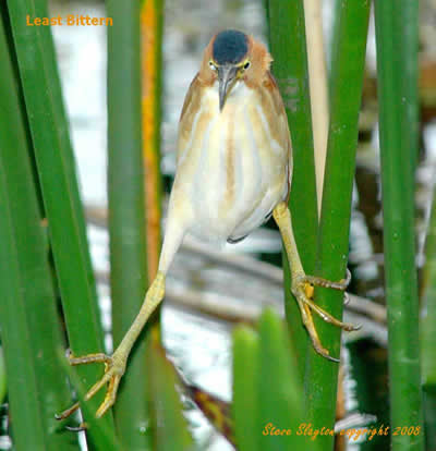 Least Bittern