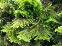 Moss and Lichens Photo Gallery