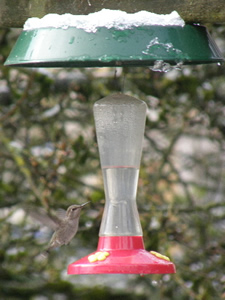 Female Anna's Hummingbird