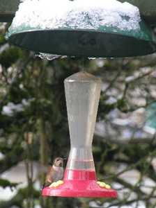 Female Rofous Hummingbird