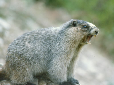 Hoary Marmot