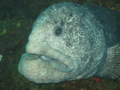 Wolf Eel