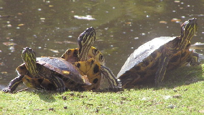 Painted turtles.