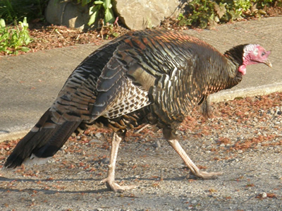 Wild Turkey