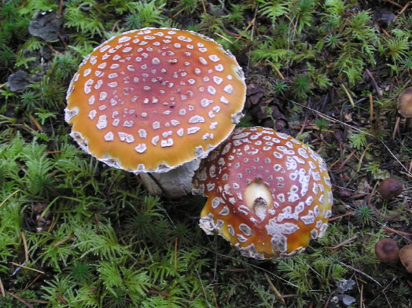 Fly Agaric