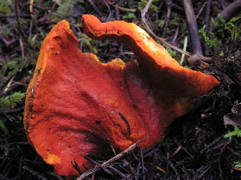 Lobster Mushroom