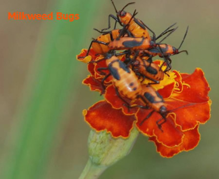 Milkweed Bugs