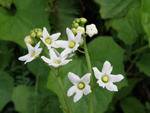 Flower of the Month