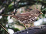 Bird of the Month -  click to visit