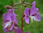 Fireweed