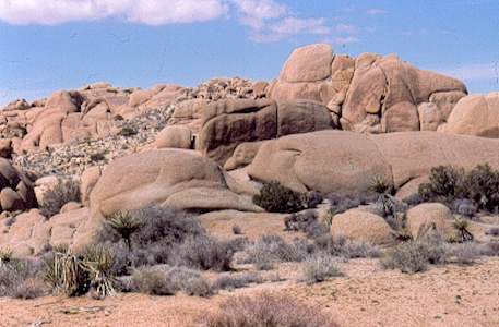 Joshua Tree NP