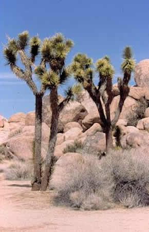 Joshua Tree