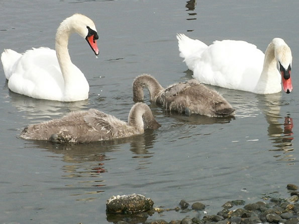 Mute Swans