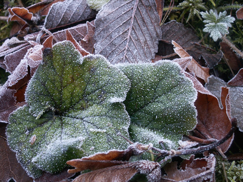 A touch of frost