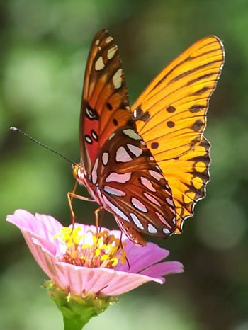 Gulf Fritillary Butterfly, Agraulis vanillae