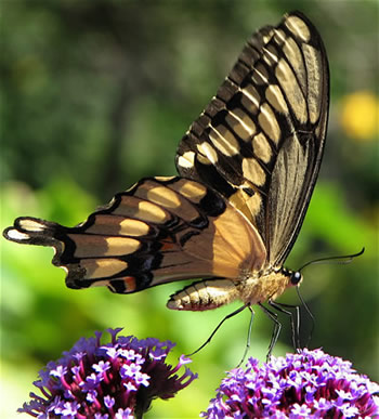 Giant Swallowtail, Papilio cresphontes