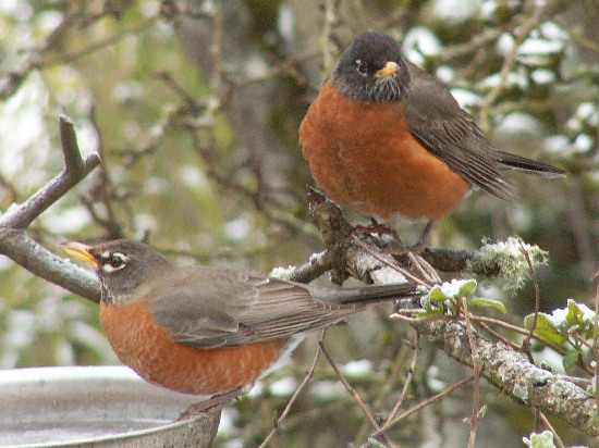 Robins at the water feeder