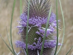 Blue and purple wildflowers - click to visit.