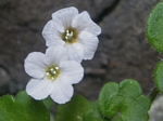 White wildflowers - click to visits.