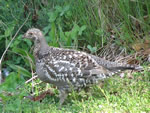 Bird of the Month -  click to visit
