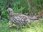 Bird of the Month - click to visit