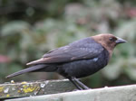 Bird of the Month -  click to visit