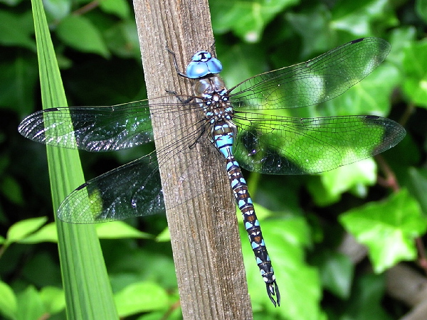 Darner